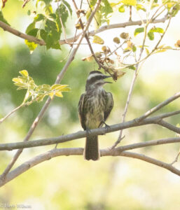 Variegated Flycatcher