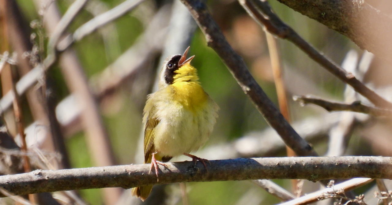 Common Yellowthroat sitting on a branch with its head back looking toward the sky with bill open belting out its song