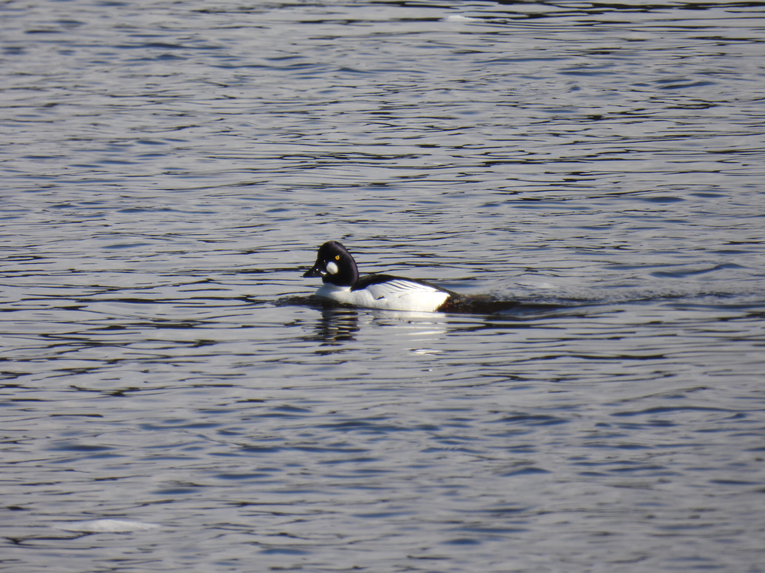 Common Goldeneye in breeding plumage with a purplish head.