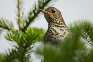 The head and chest of a Bicknell's Thrush peering over a conifer bow.