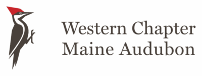 Pileated Woodpecker logo with logotype, horizontal