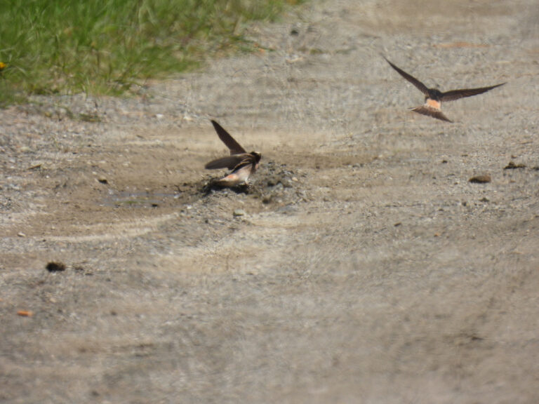 Cliff Swallows on a dirt road gathering mud for a nest